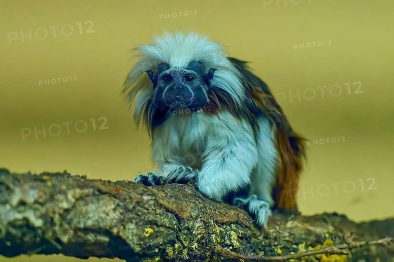 A tamarin monkey sits on a branch with a curious look in a natural environment, Liszt monkey (Saguinus oedipus), captive, Germany