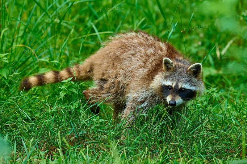 A raccoon attentively roaming the tall grass in the forest, raccoon (Procyon lotor), Hesse, Germany