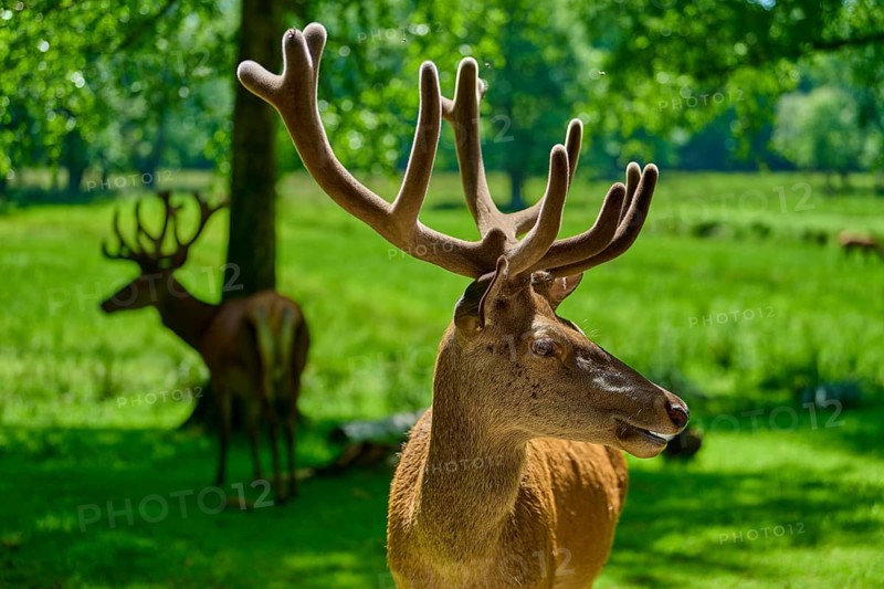 A stag with large antlers looks sideways, the summer meadow in the background, red deer (Cervus elaphus), Hesse, Germany