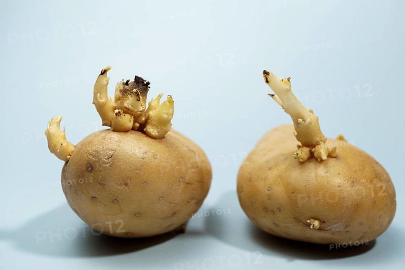 Sprouting potatoes developing shoots and roots on light background