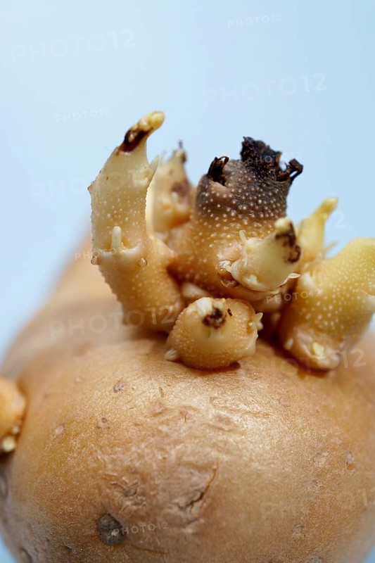 Potato showing sprouts, representing new life, growth, and the agricultural cycle