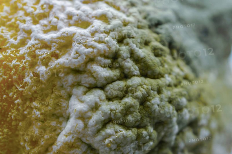 Mold and fungus growing on a decaying lemon fruit surface, showing decomposition