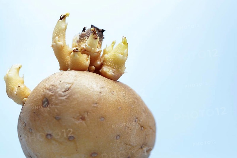 Potato growing new sprouts against a light blue background