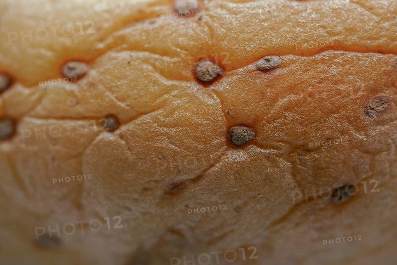 Macro photography of a Wrinkled Potato skin showing decay and texture close-up