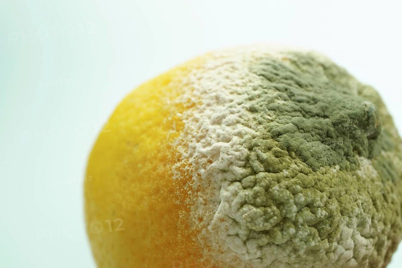 Lemon shows extensive mold growth, representing food waste and decomposition
