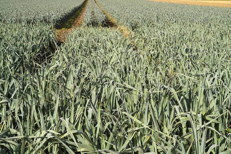 Vibrant leek field in borken, germany with visible tractor tracks leading through crops