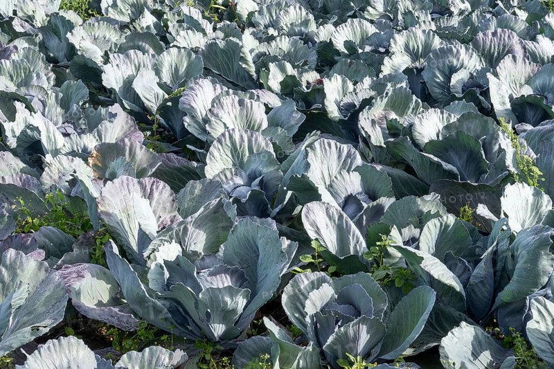 Vibrant rows of cabbages growing in a fertile field under natural daylight