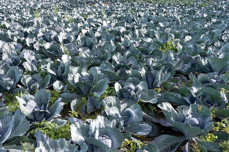 Wide view of cabbage plants growing in neat rows on farmland in borken, germany