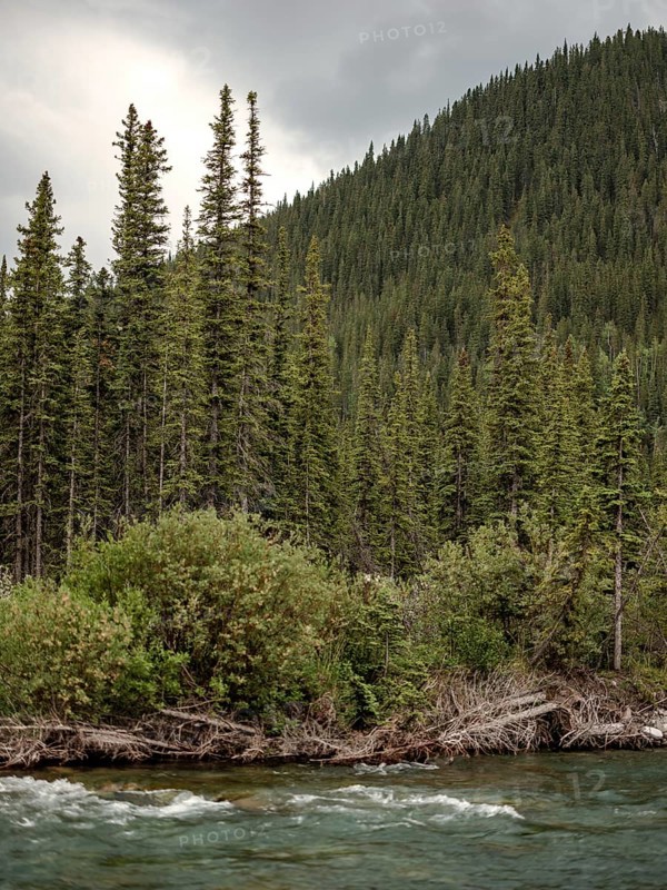 Lush greenery with the Elbow River flowing beside a dense forest under an overcast sky within Bragg Creek Provincial Park, in Alberta, Canada, North America
