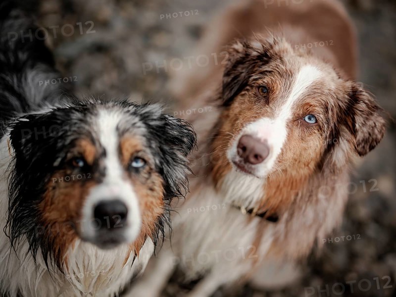 Two dogs, a Blue Merle, left and Red Merle Australian Shepherd (Canis Lupus Familiaris) with heterochromia and wet fur in a focused close-up