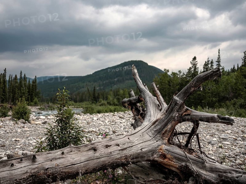A dead tree lies on a rocky riverbed under a cloudy sky in a forested mountain area within Bragg Creek Provincial Park, in Alberta, Canada, North America