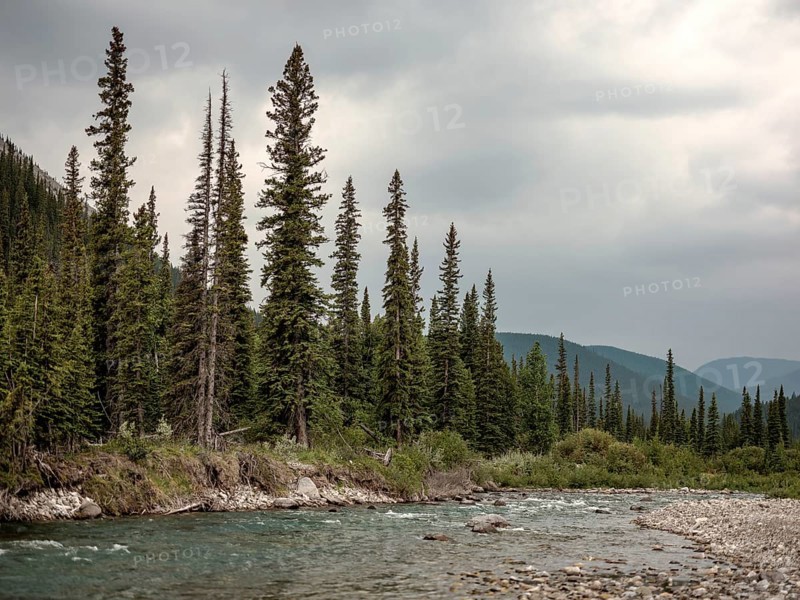 Serene river scene of the Elbow River surrounded by trees and mountains under an overcast sky within Bragg Creek Provincial Park, in Alberta, Canada, North America