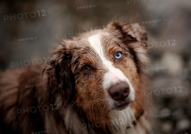 Close-up of an Red Merle Australian Shepherd (Canis Lupus Familiaris) dog with heterochromia eyes and wet fur