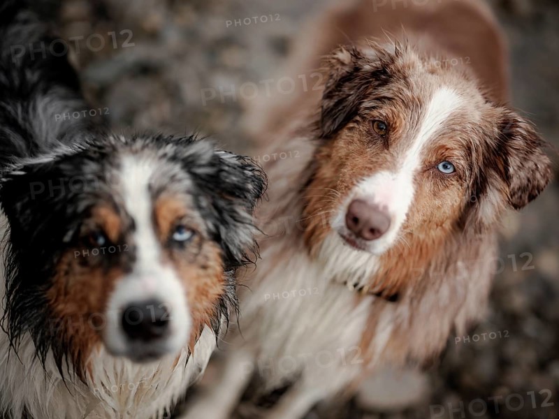 Close-up of a Blue Merle, left and Red Merle Australian Shepherd (Canis Lupus Familiaris) with heterochromia and wet fur looking attentively