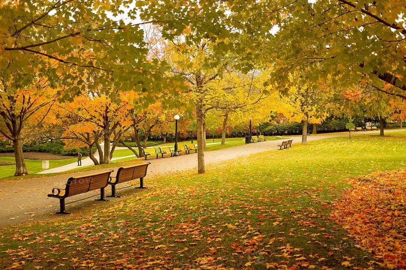 Park scene in fall with a pathway and benches, surrounded by trees in vibrant autumn colors, evoking serenity in Ottawa, Ontario, Canada, North America