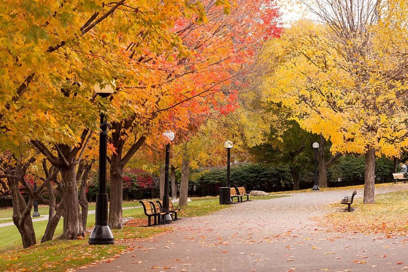 Autumn scene in a park with colorful trees lining a quiet path with benches in Ottawa, Ontario, Canada, North America