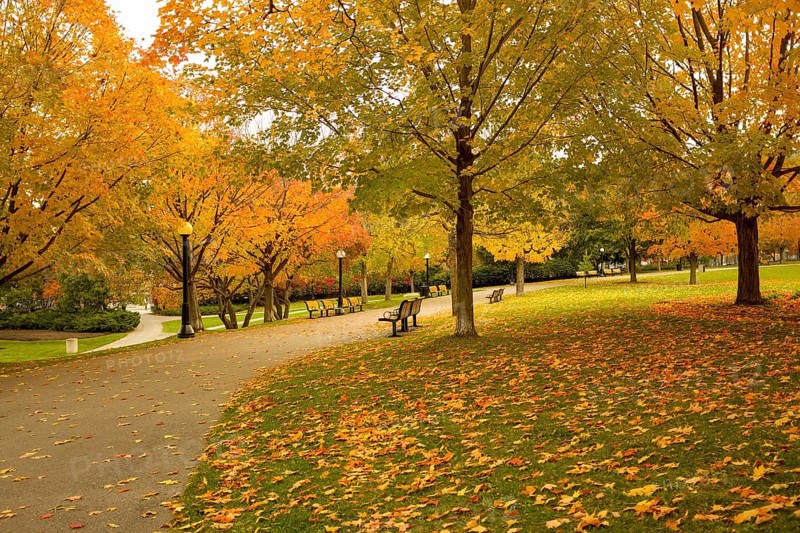 Serene park scene with a pathway covered in colorful autumn leaves in Ottawa, Ontario, Canada, North America