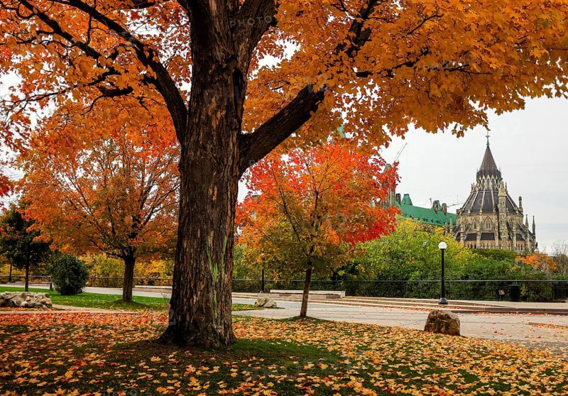 Big autumn tree with colorful leaves, set against the backdrop of the Canadian Parliament Building, in Ottawa, Ontario, Canada, North America
