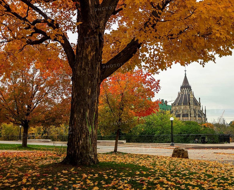 Vibrant autumn tree with colorful foliage in front of the gothic style Canadian Parliament Building, in Ottawa, Ontario, Canada, North America