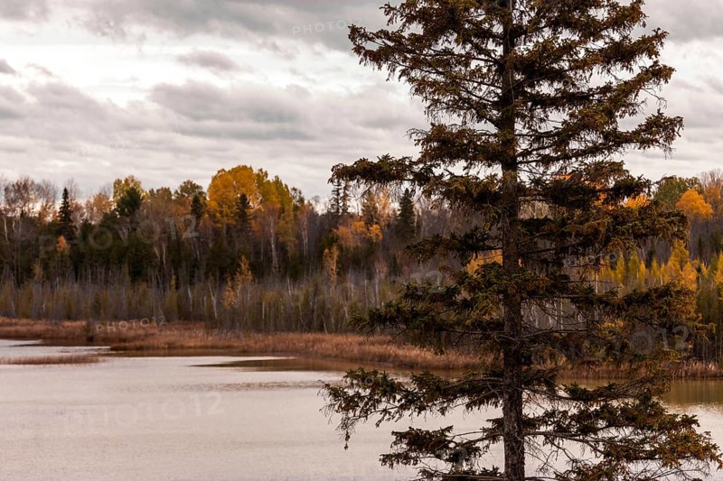 A lone pine tree by a lake with an autumn forest under a cloudy sky in Ottawa, Ontario, Canada, North America