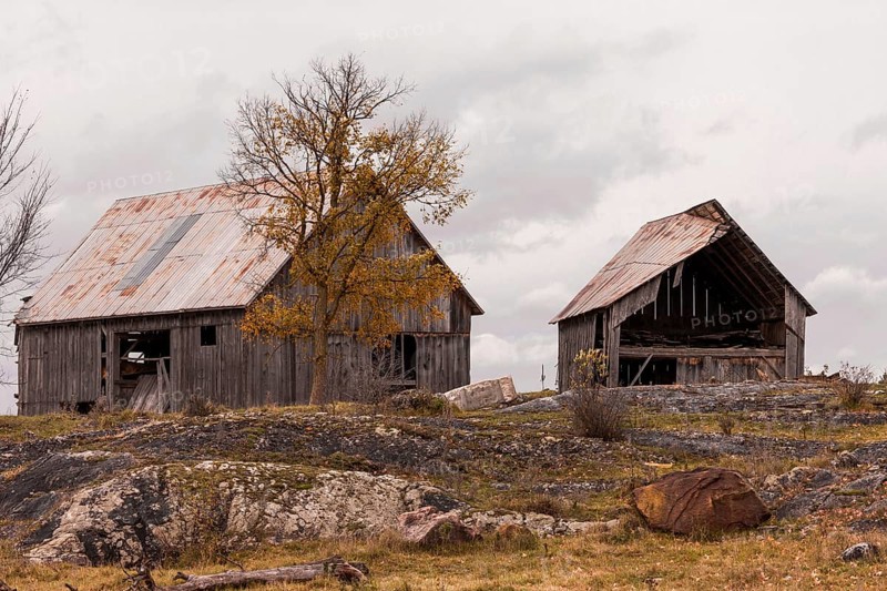 Two old barns in a rural area with autumn trees and a cloudy sky in Ottawa, Ontario, Canada, North America