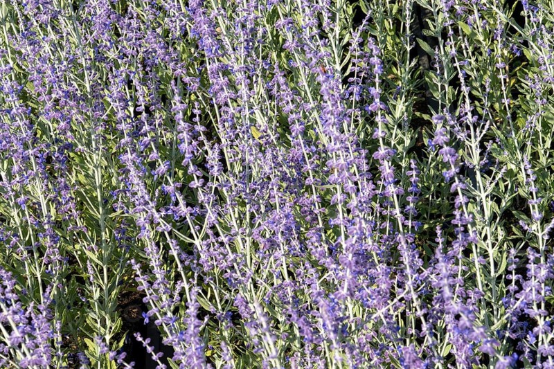 Borken, NRW, Germany, Russian sage flowers create a beautiful purple and green floral background