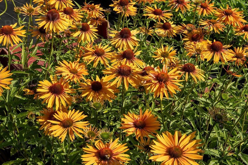 Borken, NRW, Germany, Coneflowers blooming in a garden, showing vibrant yellow petals and green foliage