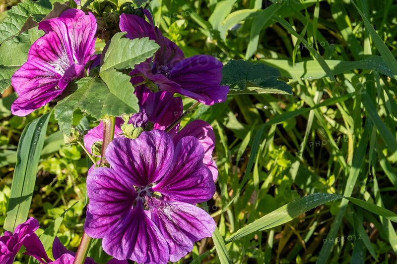 Borken, NRW, Germany, Purple mallow flowers blooming, showing delicate petals and green foliage in sunlight