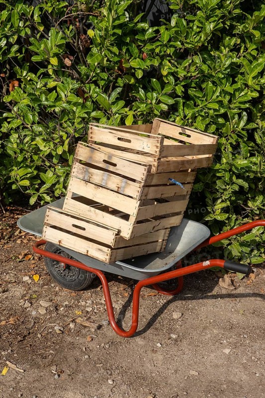 Borken, NRW, Germany, Wheelbarrow transporting stacked wooden crates for gardening work and fresh harvest outdoors