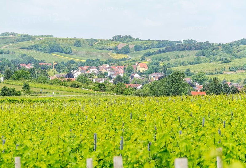Winegrowing scenery around Loerzweiler in the Rhineland-Palatinate in Germany at spring time