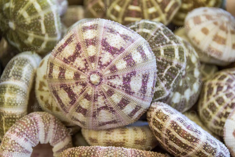 Full frame background showing lots of sea urchins