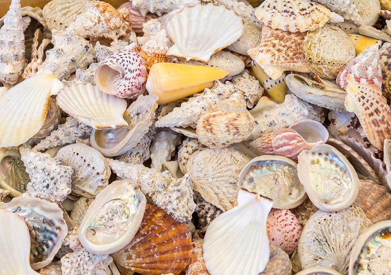 Full frame high angle shot showing lots of seashells