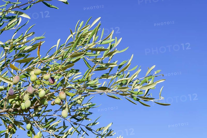 Olive tree branches bearing olives under a clear blue sky, Malaga, Spain