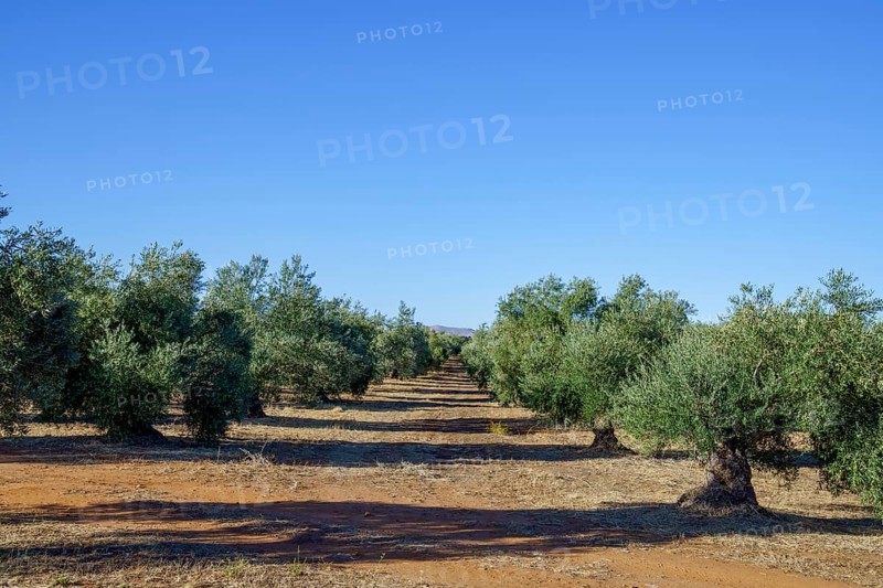 Olive trees growing in rows on an agricultural farm under a bright sunny sky in ronda, malaga, spain