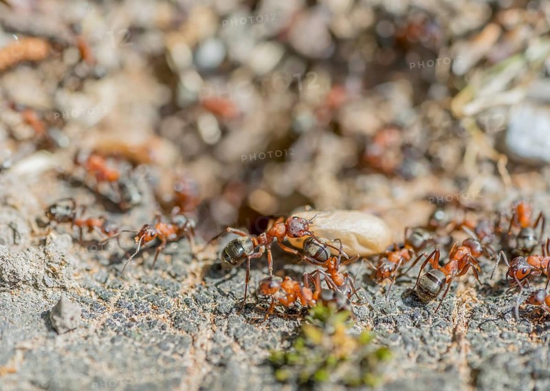 High angle closeup shot showing lots of ants and a cocoon