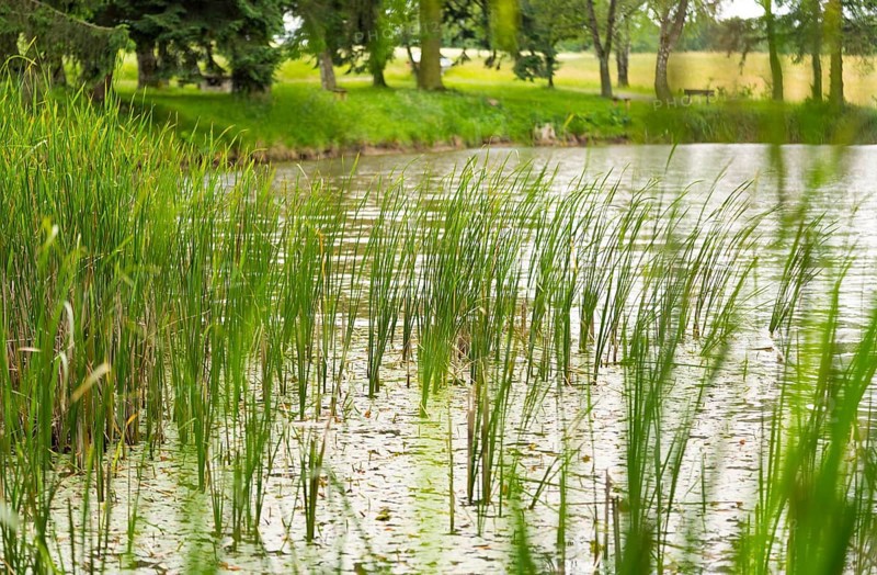 Riparian scenery at a lake with trees at summer time