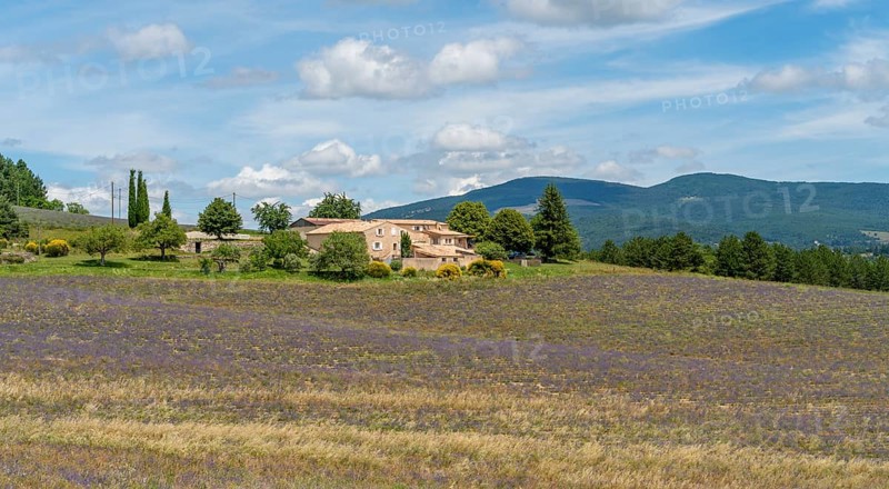 Lavender field near Mont Ventoux, a mountain in the Provence region of southern France