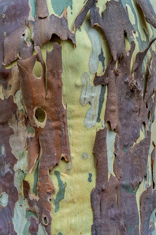 Full frame closeup shot showing the bark of a plane tree