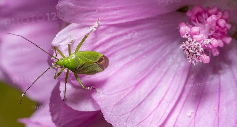 Macro shot showing the dorsal view of a Calocoris affinis mirid bug at the edge of a pink flower