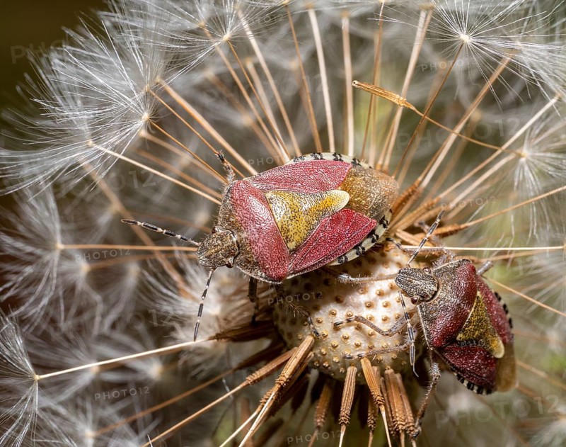 Macro shot showing two sloe bugs on a dandelion blowball