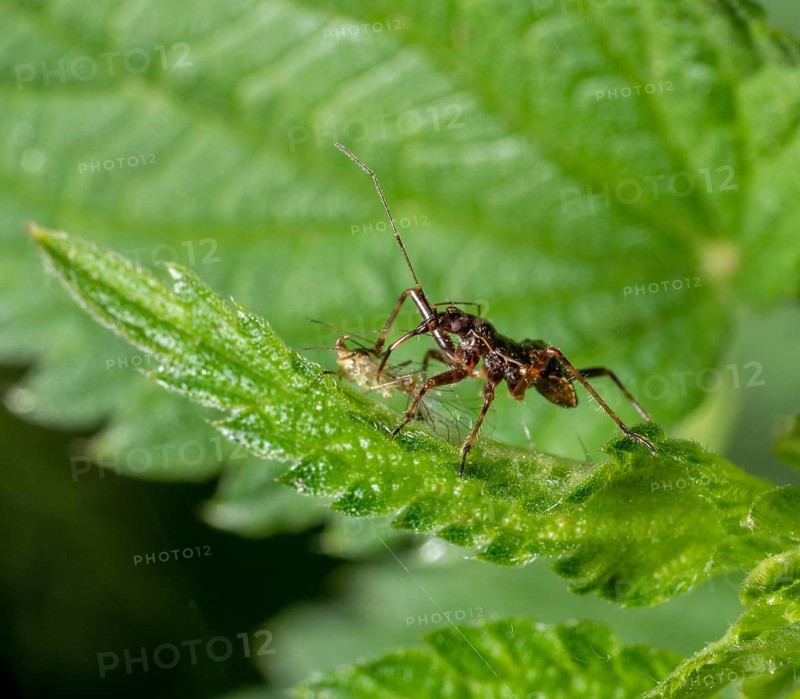 Low angle macro shot showing a ant damsel bug with prey