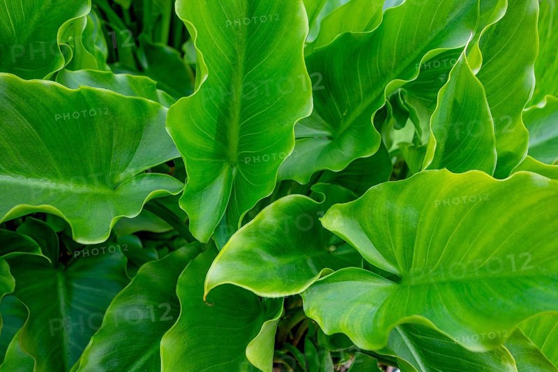 Full frame shot showing lots of green arrow arum leaves