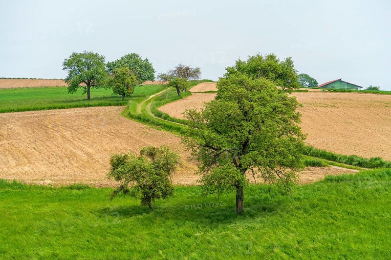 Idyllic rural scenery showing some fruit trees and fields in Southern Germany at early summer time