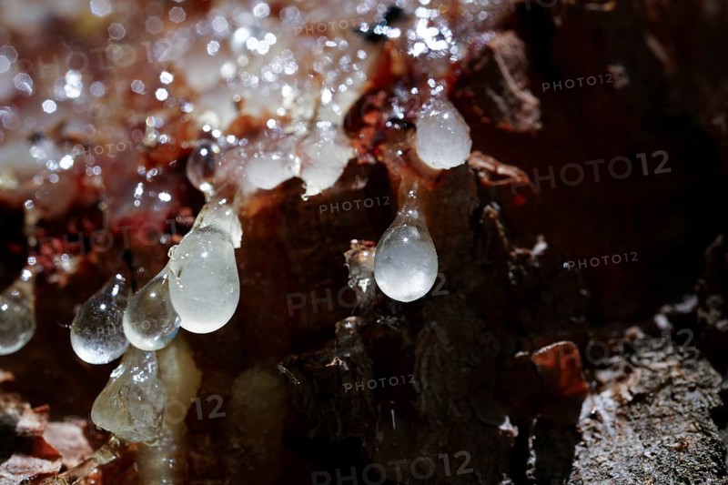 Fresh resin sap dripping from the rough bark of a pine tree
