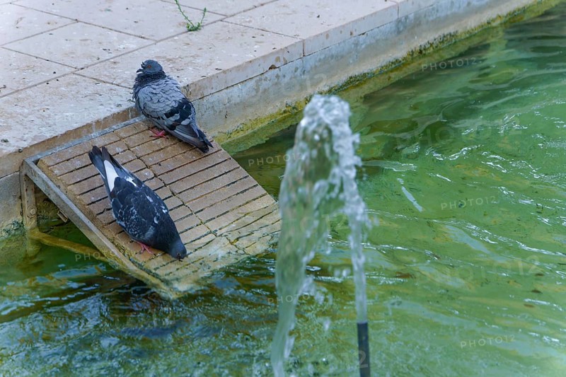 Two pigeons are drinking and resting on a wooden ramp near a fountain with green urban water in ronda, malaga, spain