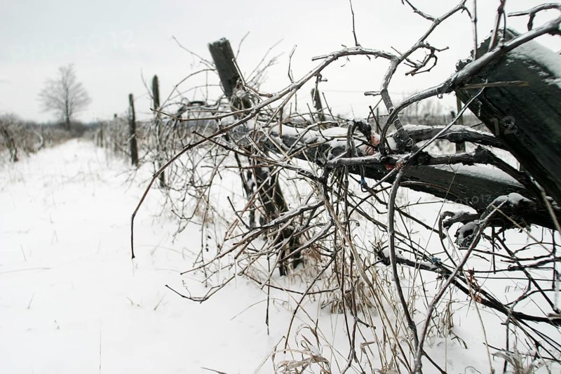 Snow-covered vineyard with bare vines under a grey sky, evoking desolation in London, Ontario, Canada, North America