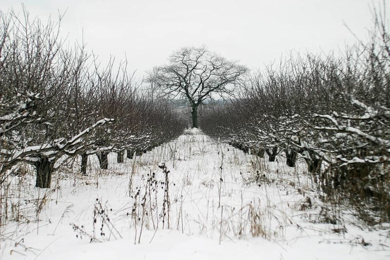 A lone tree stands at the center of a snow-covered orchard, creating a stark winter scene in London, Ontario, Canada, North America