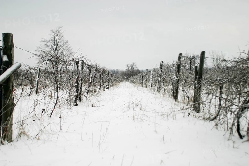 Long snowy vineyard path with bare vines, a tree in the distance in London, Ontario, Canada, North America
