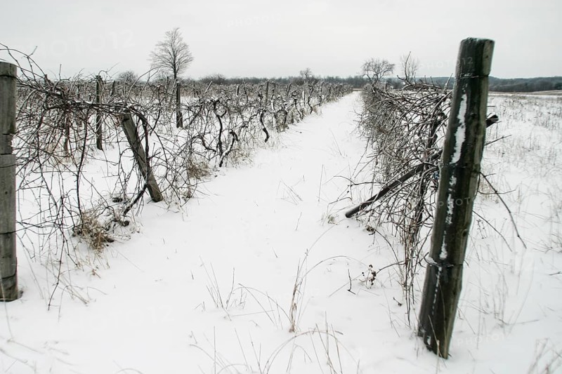 Desolate vineyard in winter, snow covering the ground and bare vines in London, Ontario, Canada, North America