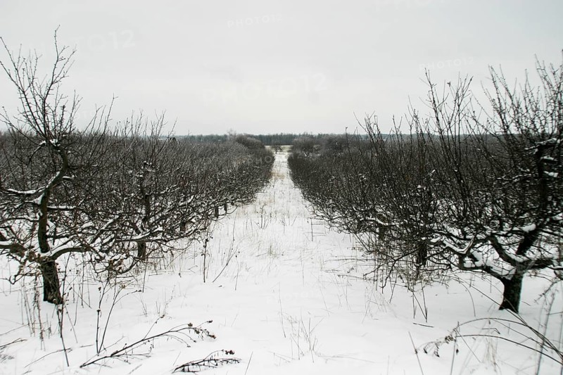 Symmetrical snowy orchard with bare trees under an overcast sky in London, Ontario, Canada, North America